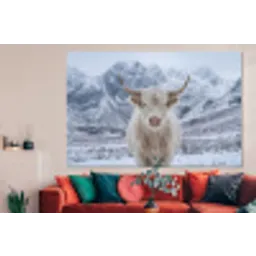 Schotse Hooglander - Sneeuw - Bergen - Winter forex 5mm xxl -woonkamer