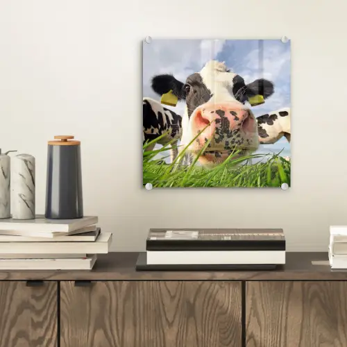 Koe - Boerderij - Gras - Dieren plexiglas 5mm klein -sfeer1