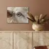 Schaap - Oog - Wit PET vilt klein -sfeer4