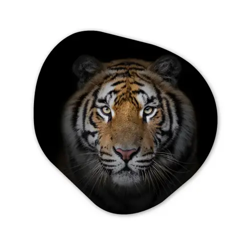 Tijger - Wilde dieren - Portret - Zwart - Dieren Wandcirkel Organisch Forex 3mm klein -3d