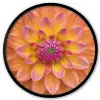 Dahlia - Bloem - Oranje Fotolijst rond zonder passe partout klein -3d