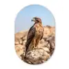 Valk - Vogel - Rots - Macht Wandcirkel Ovaal Glas middel -3d