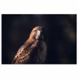 Roofvogel - Buizerd - Bruin poster papier klein -3d