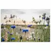Bloemen - Zomer - Korenbloem - Blauw - Zon - Wolken poster papier klein -3d
