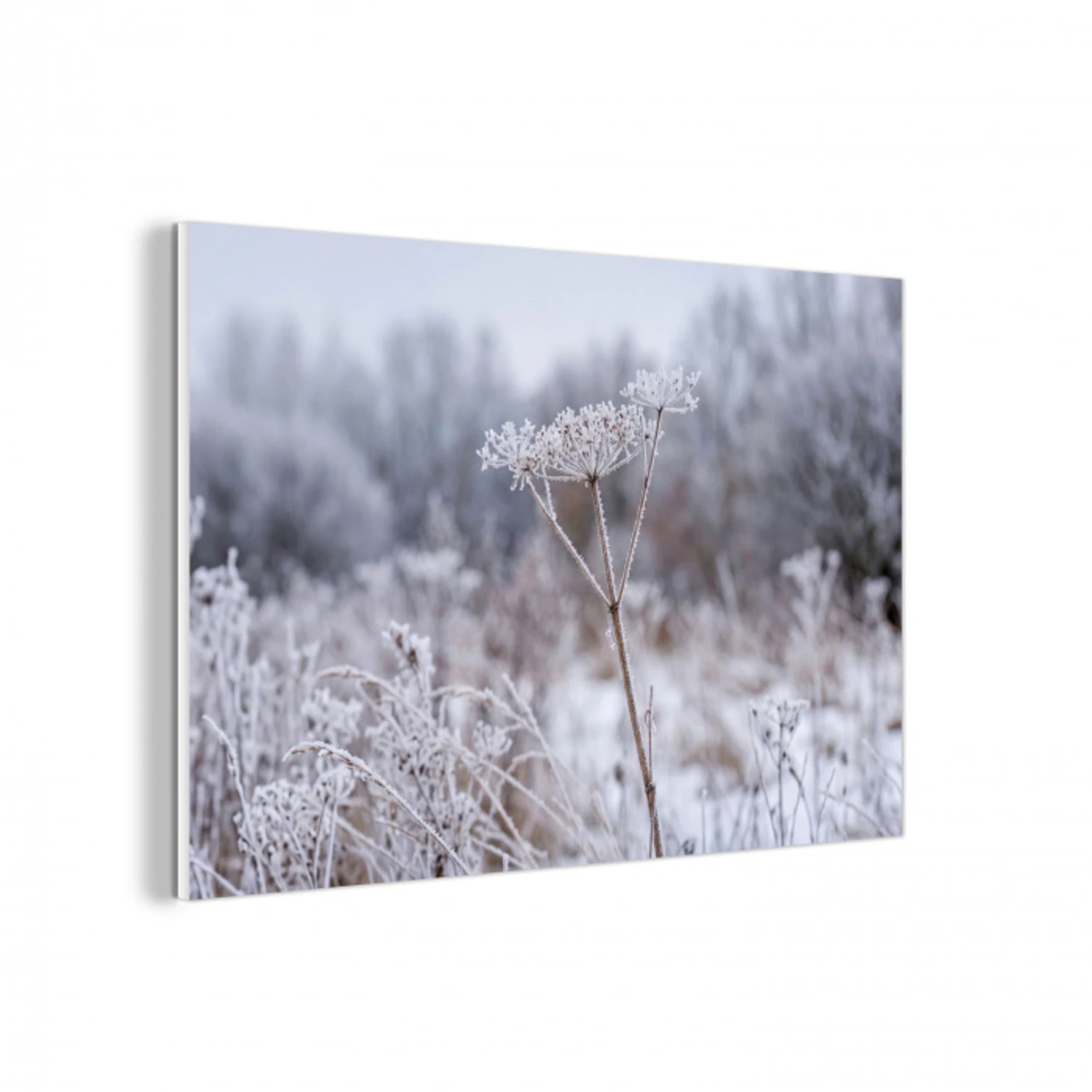 Schermbloem - Rijp - Kristallen - Winter - Delicaat forex 5mm xxl -3d