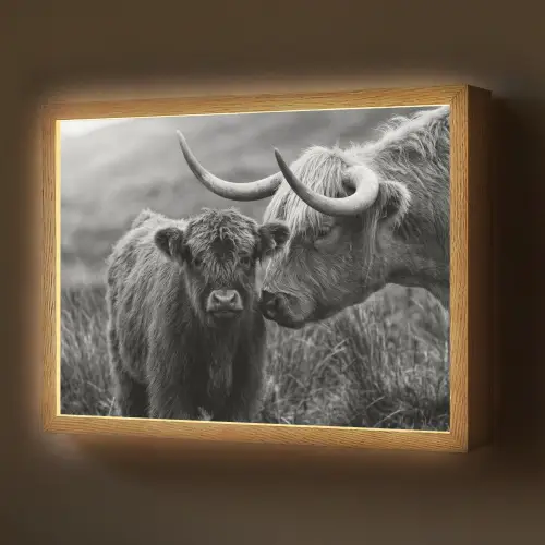Schotse hooglander - Kalf - Zwart - Wit Light Box met batterij (Wandlamp) middel -z3d_website