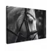 Paard - Schimmel - Portret Tuinposter op houten frame 2 cm dik klein -3d