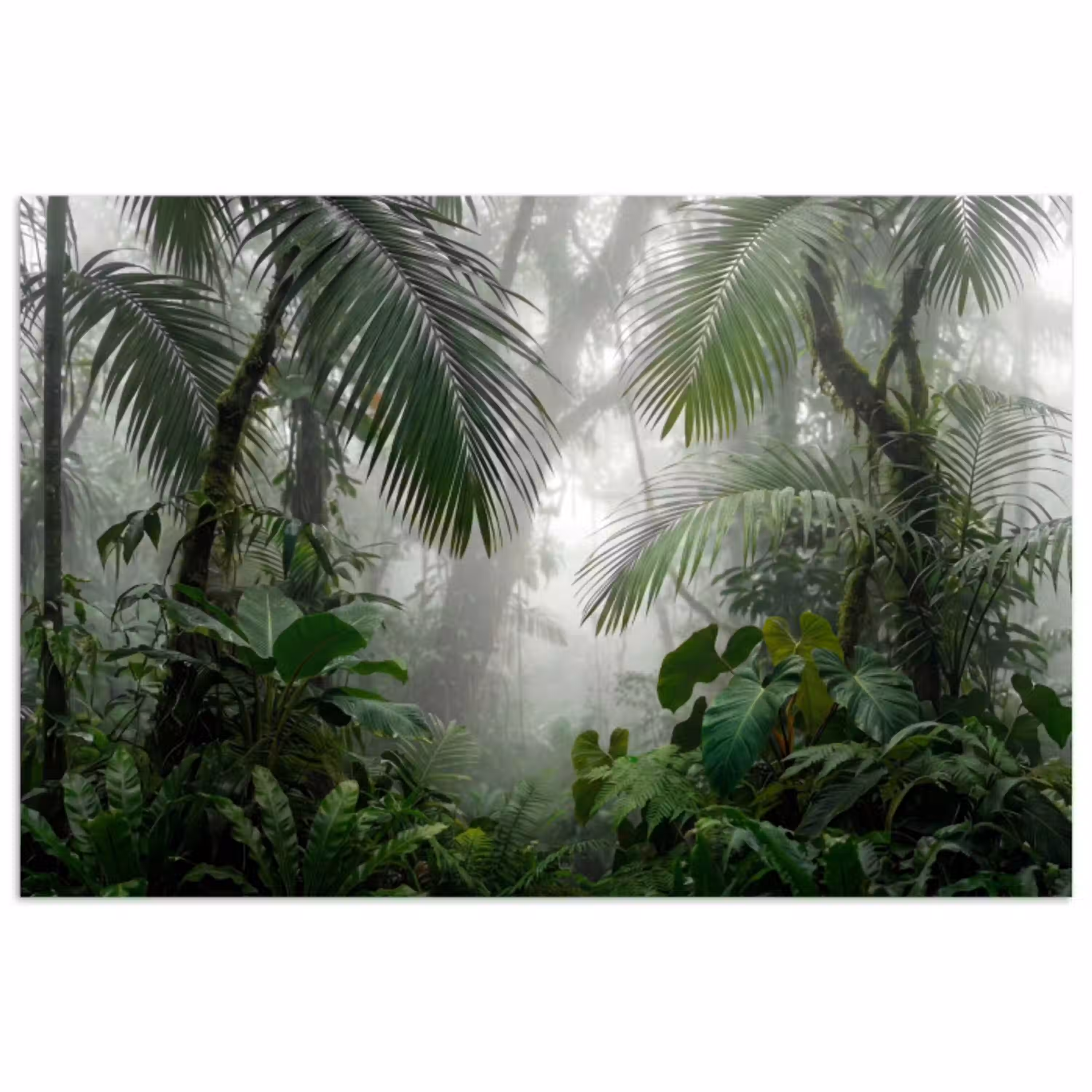 Natuur - Jungle - Mist - Tropisch - Groen poster papier klein -3d