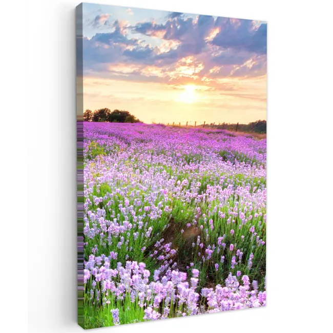 Buiten canvas - Lavendelvelden in de schemering