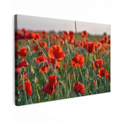 Bloemen - Klaprozen - Natuur - Rood canvas 2cm klein -z3d