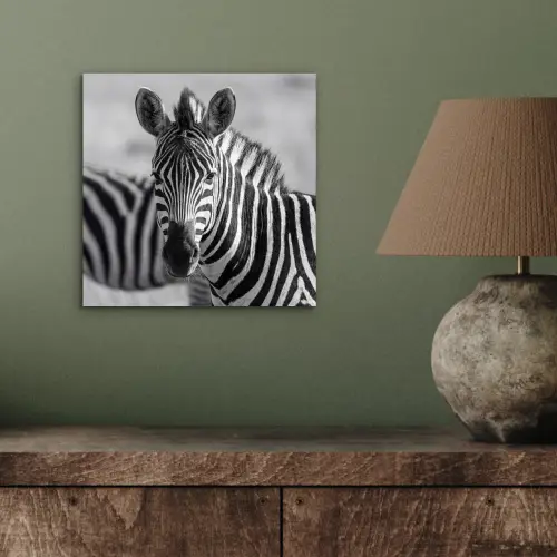 Zebra's - Zwart - Wit aluminium wit klein -sfeer2