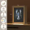 Kreeft - Delftsblauw - Schild - Stoer Light Box met kabel (Tafellamp) klein -USP_NL