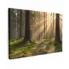 Bos - Zonlicht - Gras Tuinposter op houten frame 2 cm dik klein -3d