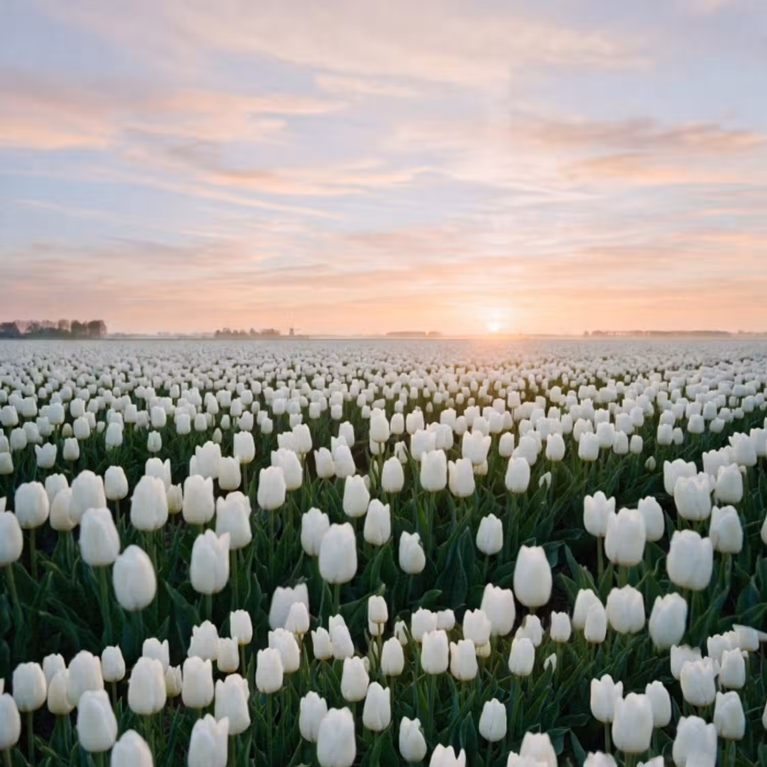Behang - Tulpen - Landschap - Wit