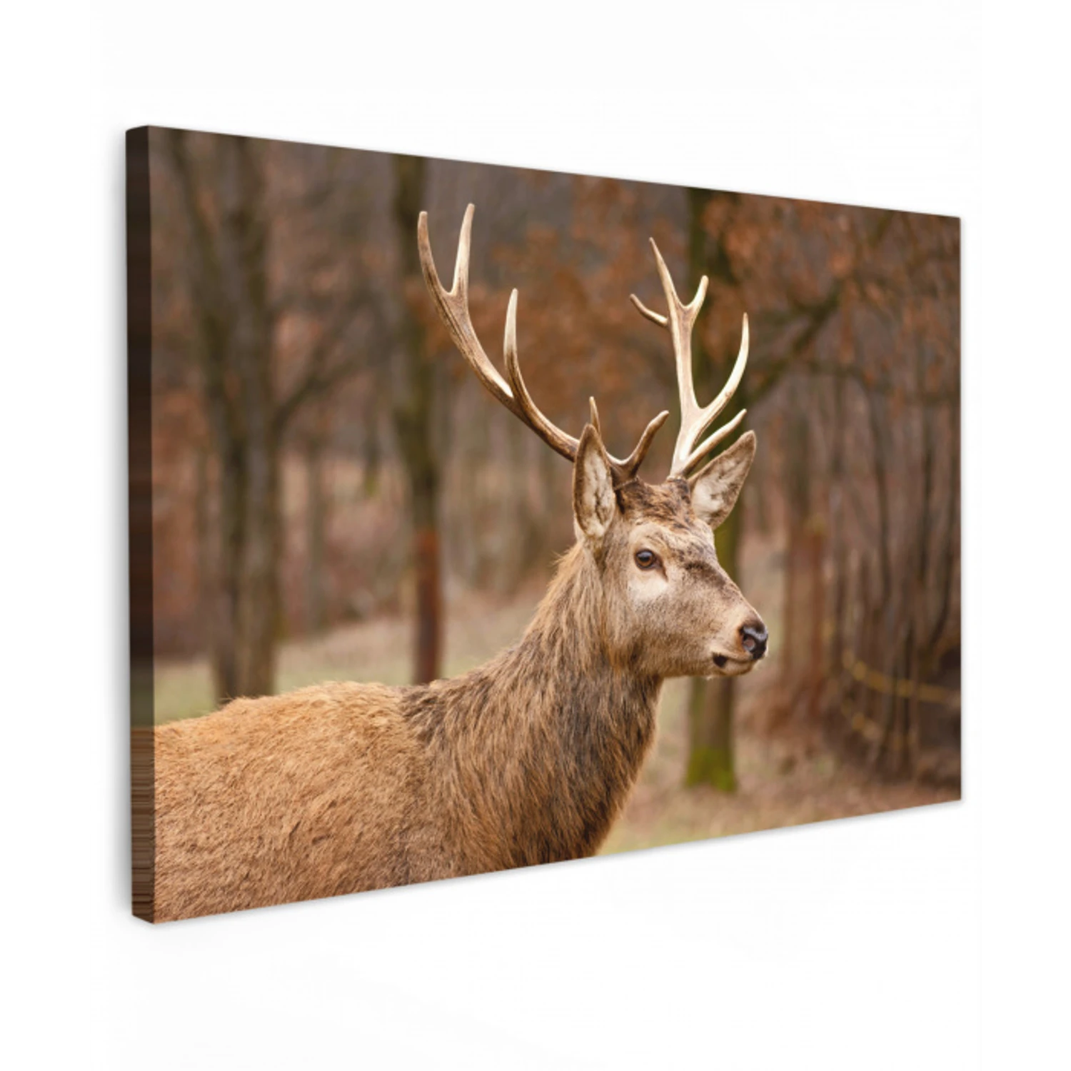 Hert - Dier - Bos - Herfst - Hertenkop - Bruin - Natuur Tuinposter op houten frame 2 cm dik klein -3d