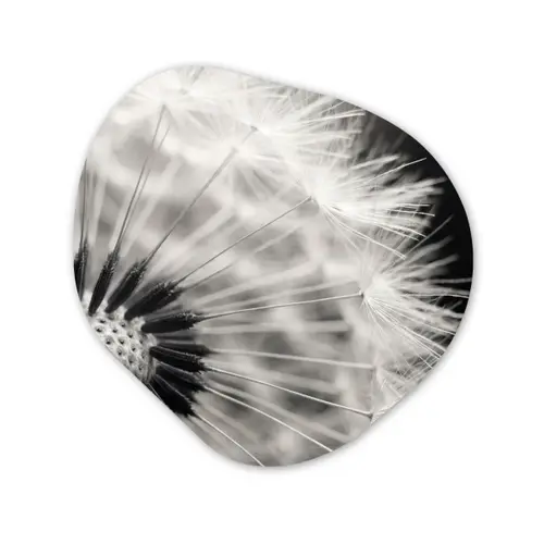 Paardenbloem - Zwart - Wit Wandcirkel Organisch Aluminium middel -3d