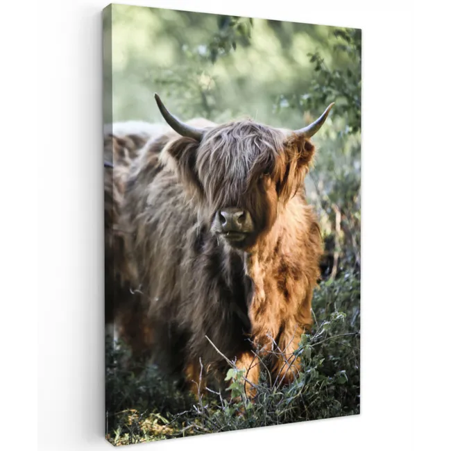 Schotse Hooglanders - Bos - Dieren canvas 2cm klein -z3d