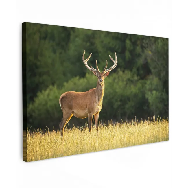 Hert - Gewei - Gras - Natuur - Dieren - Groen canvas 2cm klein -z3d