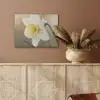 Narcis - Bloem - Minimalistisch PET vilt klein -sfeer4