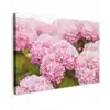 Struik - Bloemen - Roze - Hortensia canvas 2cm klein -z3d