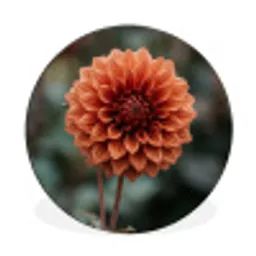 Dahlia - Bloem - Natuur - Sfeervol Wandcirkel aluminium klein -3d