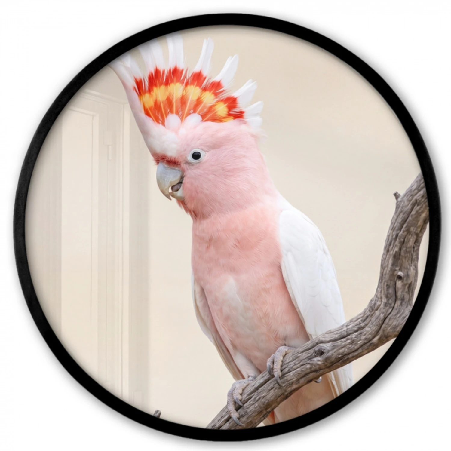 Papagaai - Tak - Roze Fotolijst rond zonder passe partout klein -3d