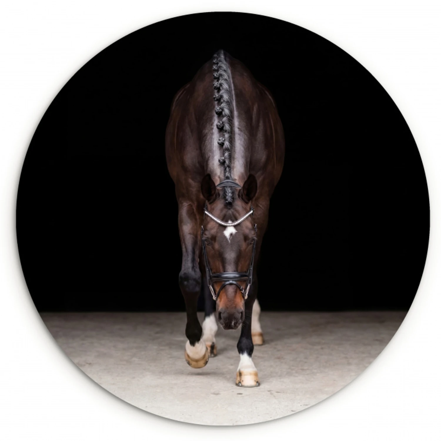 Paard - Modern - Portret Wandcirkel kunststof plaat 5mm dik klein -3d
