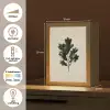 Eikenbladeren - Beige - Groen - Golvende randen Light Box met kabel (Tafellamp) klein -USP_NL