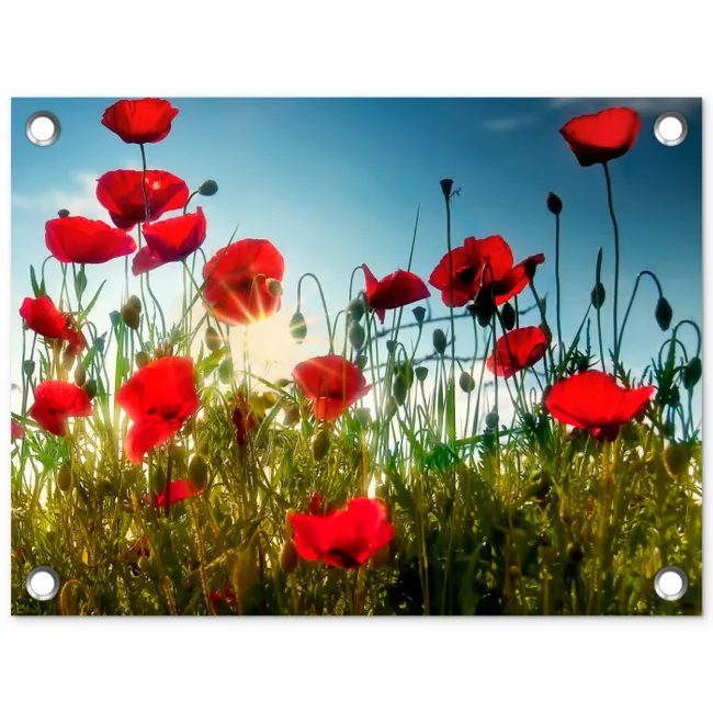 Klaprozen in ochtendlicht tuinposter los doek klein -3d