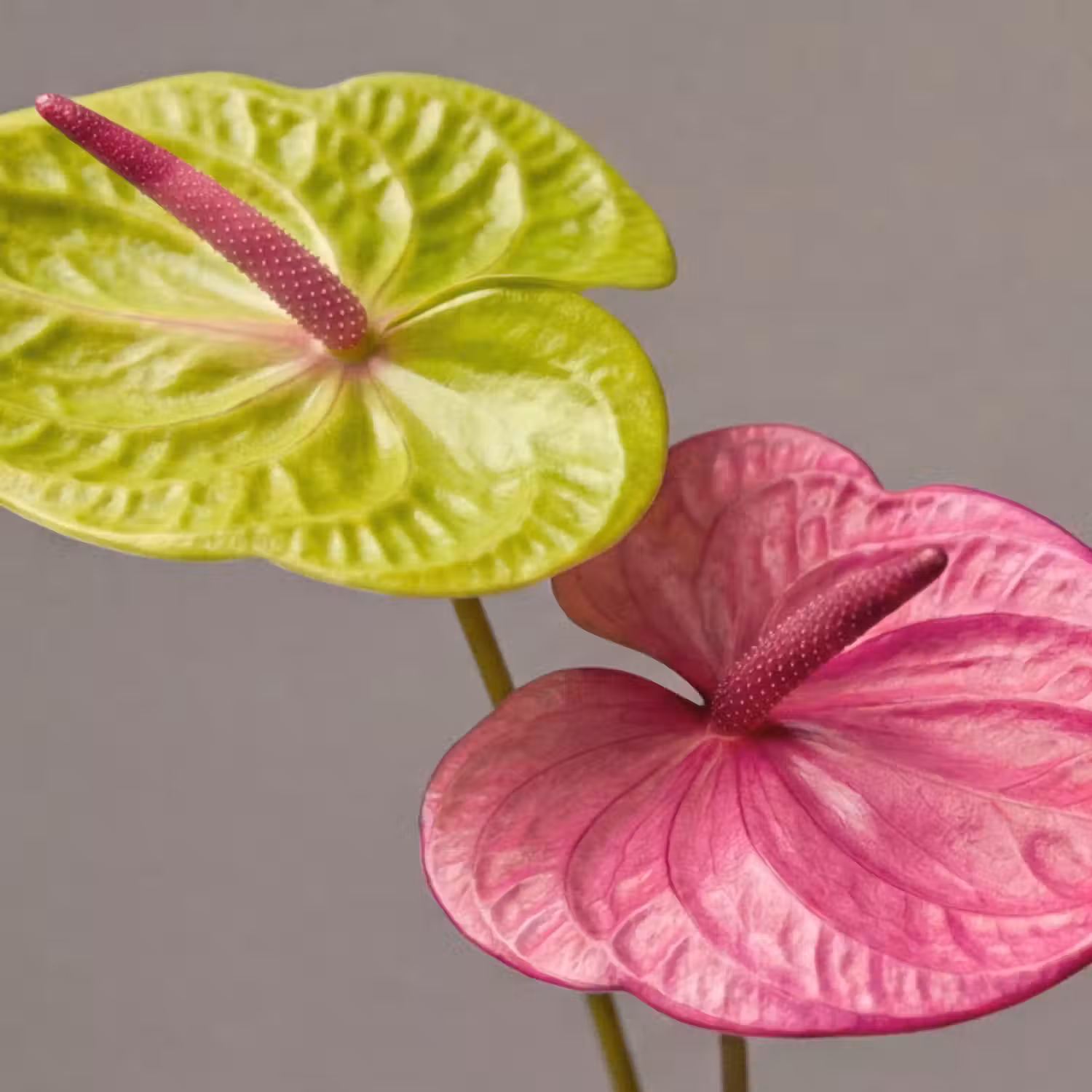 Behang - Planten - Anthurium - Groen - Roze