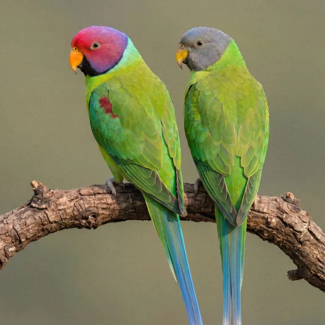 Behang - Papagaai - Tak - Natuur - Kleurrijk