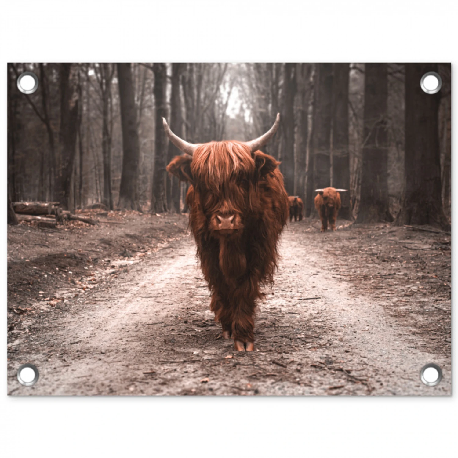 Hooglander in het Bos tuinposter los doek klein -3d