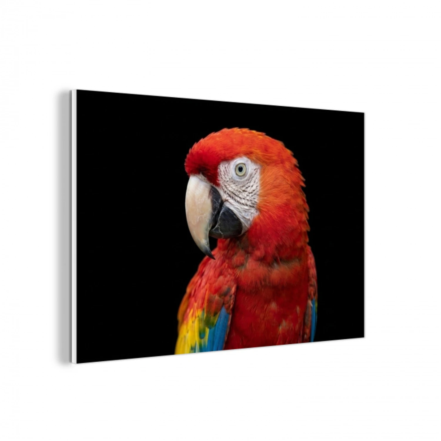 Ara - Portret - Rood forex 5mm xxl -3d