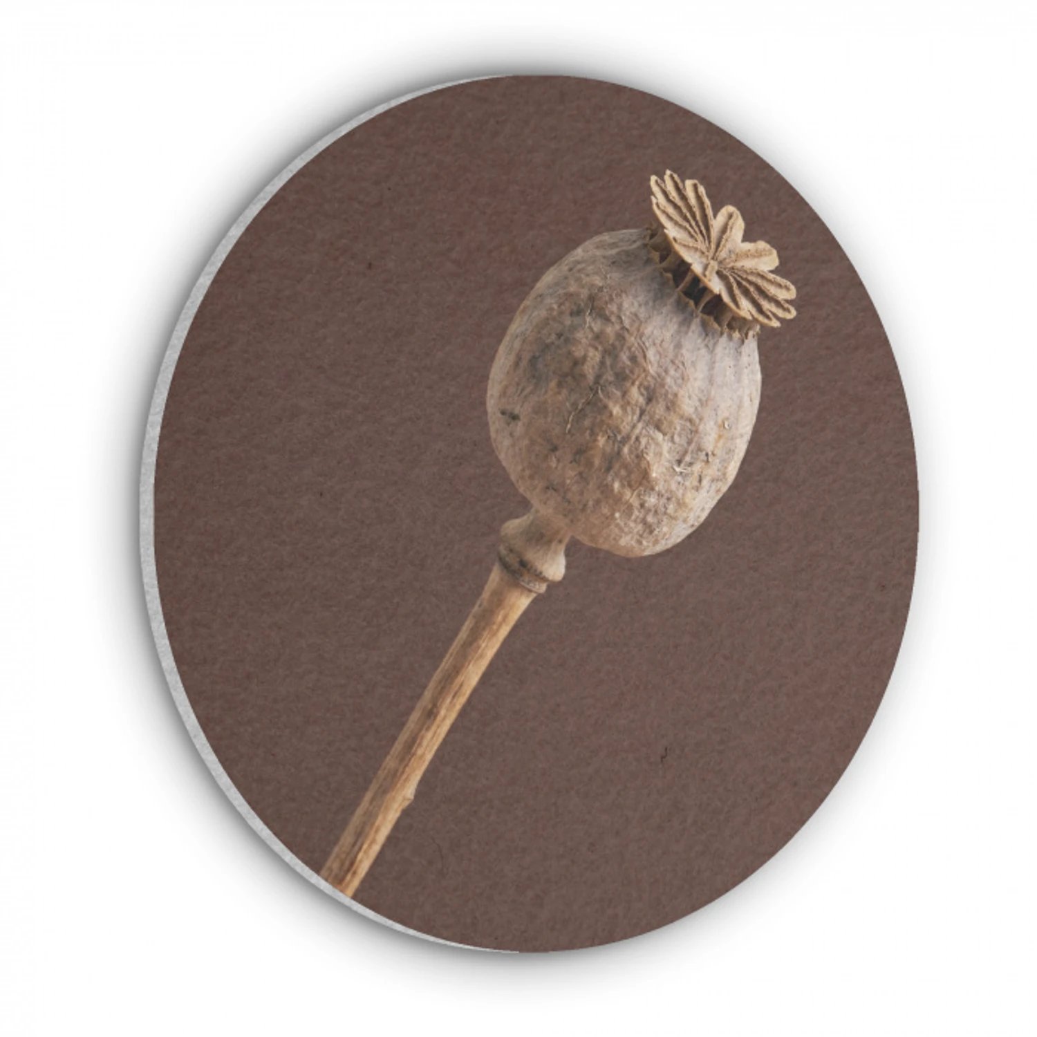 Papaverbol - Droogbloem - Bruin - Minimalistisch Akoestische PET Vilt - Rond klein -3d