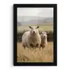 Schapen - Weidenlandschap - Heuvels fotolijst zwart zonder passe partout klein -3d