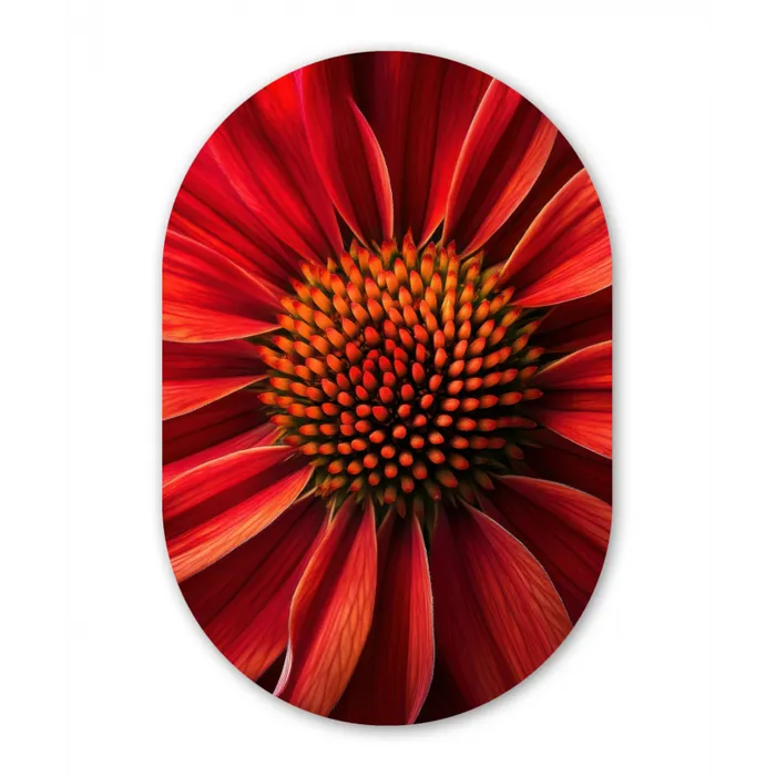 Close up - Bloem- Rood Wandcirkel Ovaal Glas middel -3d