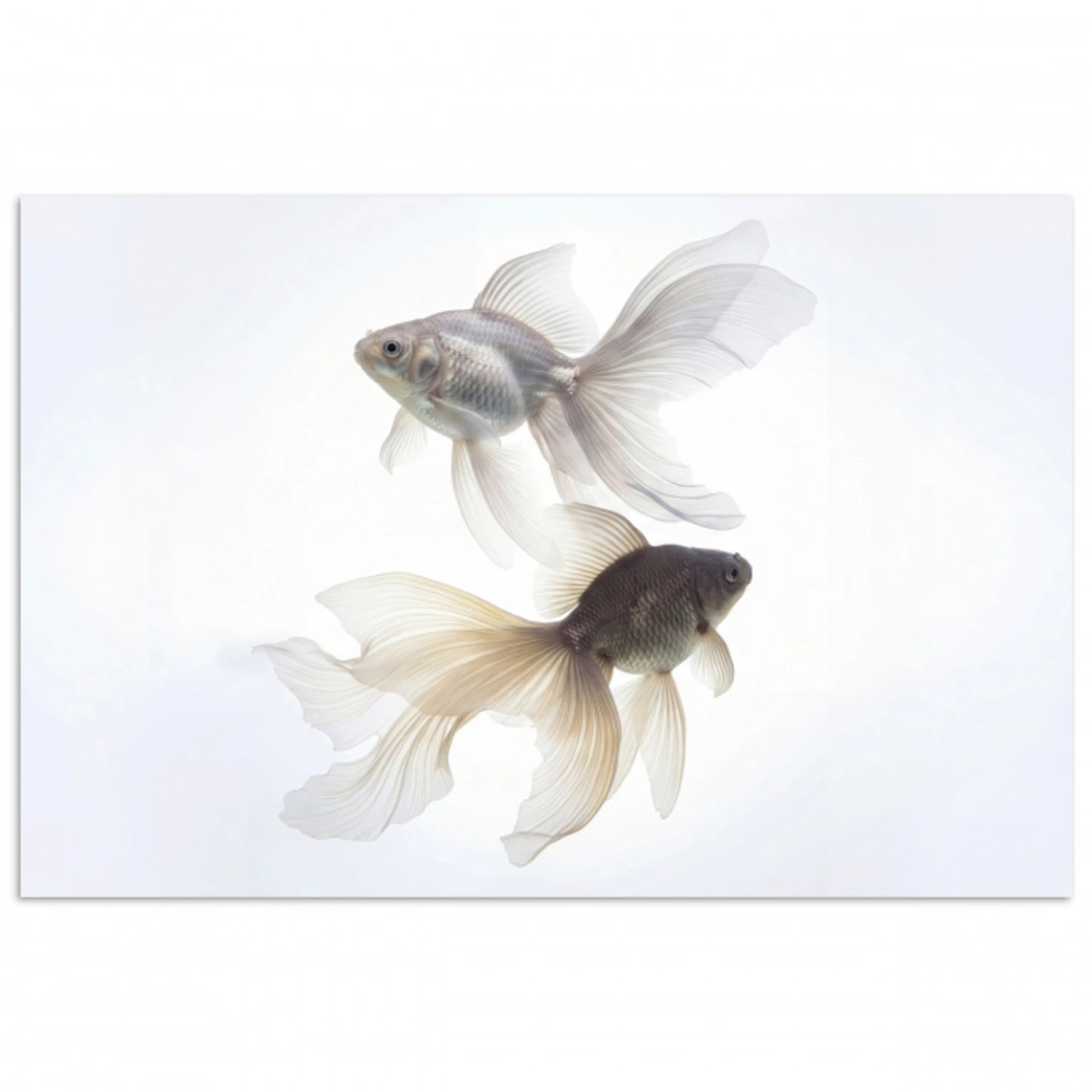 Goudvissen - Modern - Wit poster papier klein -3d