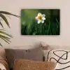 Narcis - Bloem - Wit - Grassprieten canvas 2cm klein -sfeer1