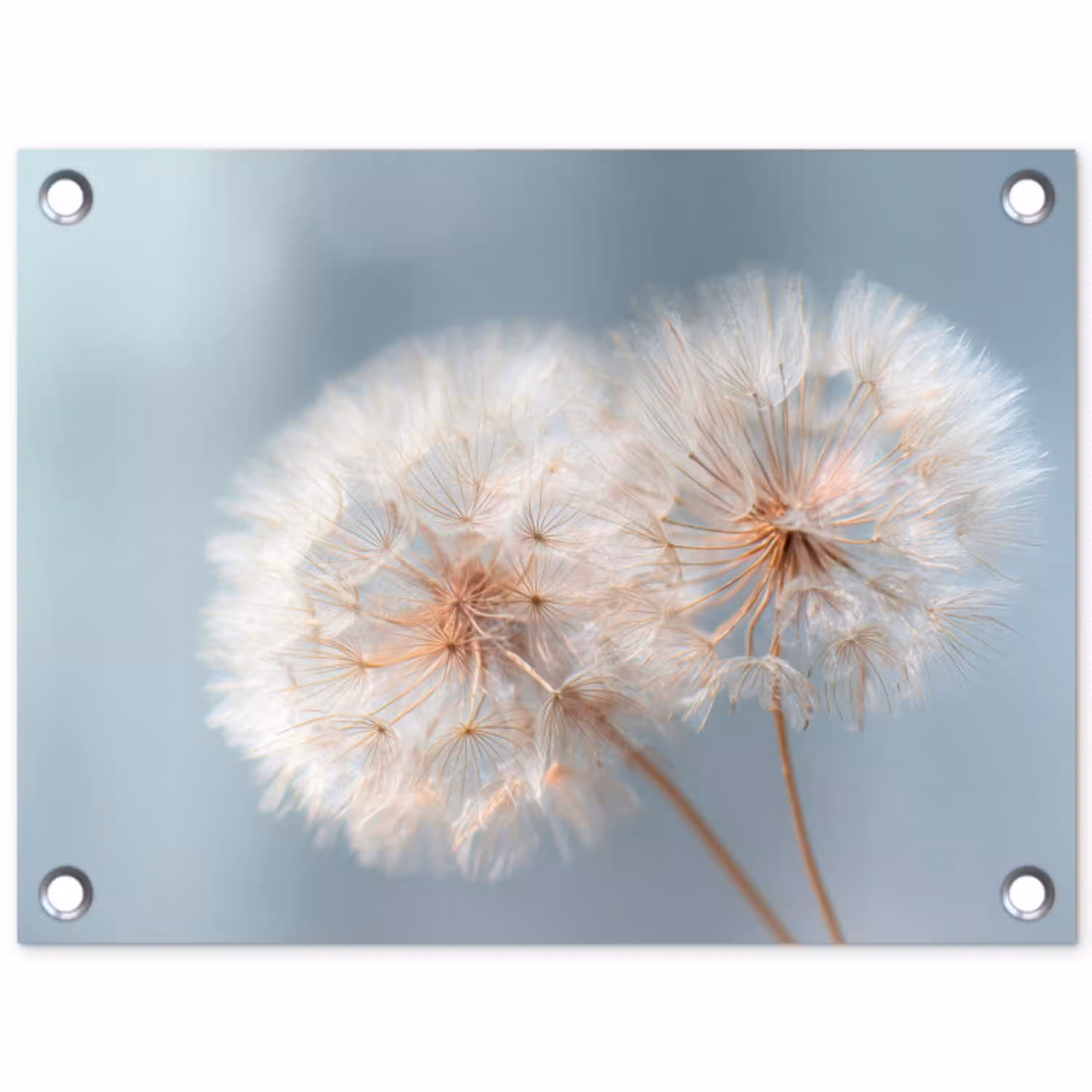 Paardenbloemen - Pluisjes - Wit tuinposter los doek klein -3d