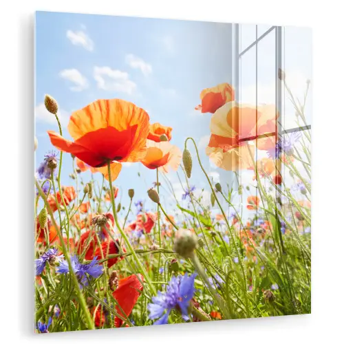 Bloemen - Klaproos - Lente - Natuur - Rood - Blauw plexiglas 5mm klein -zzzproduct_nieuw