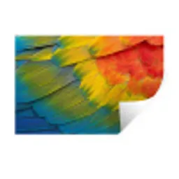 Veren - Ara - Kleurrijk Muursticker klein -3d