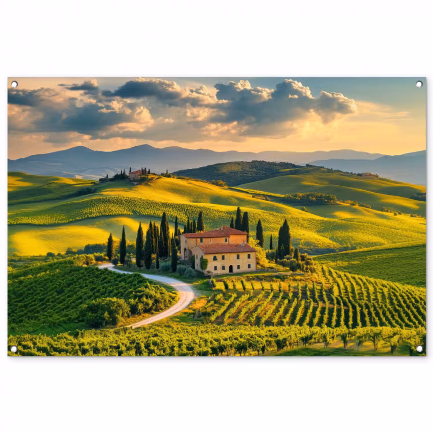 Gartenposter - Toskana - Landschaft - Weinberge
