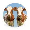 Koeien - Lucht - Dieren - Boerderij - Portret Wandcirkel kunststof plaat 5mm dik klein -3d