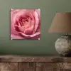 Roze - Roos - Romantisch plexiglas 5mm klein -sfeer3