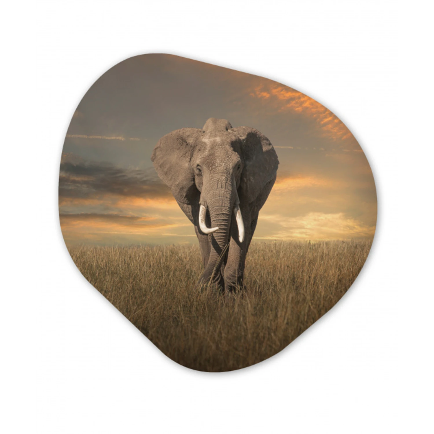 Olifant - Dieren - Gras - Natuur Wandcirkel Organisch Forex 3mm klein -3d