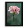 Anjer - Roze - Bloemblaadjes fotolijst zwart zonder passe partout klein -3d