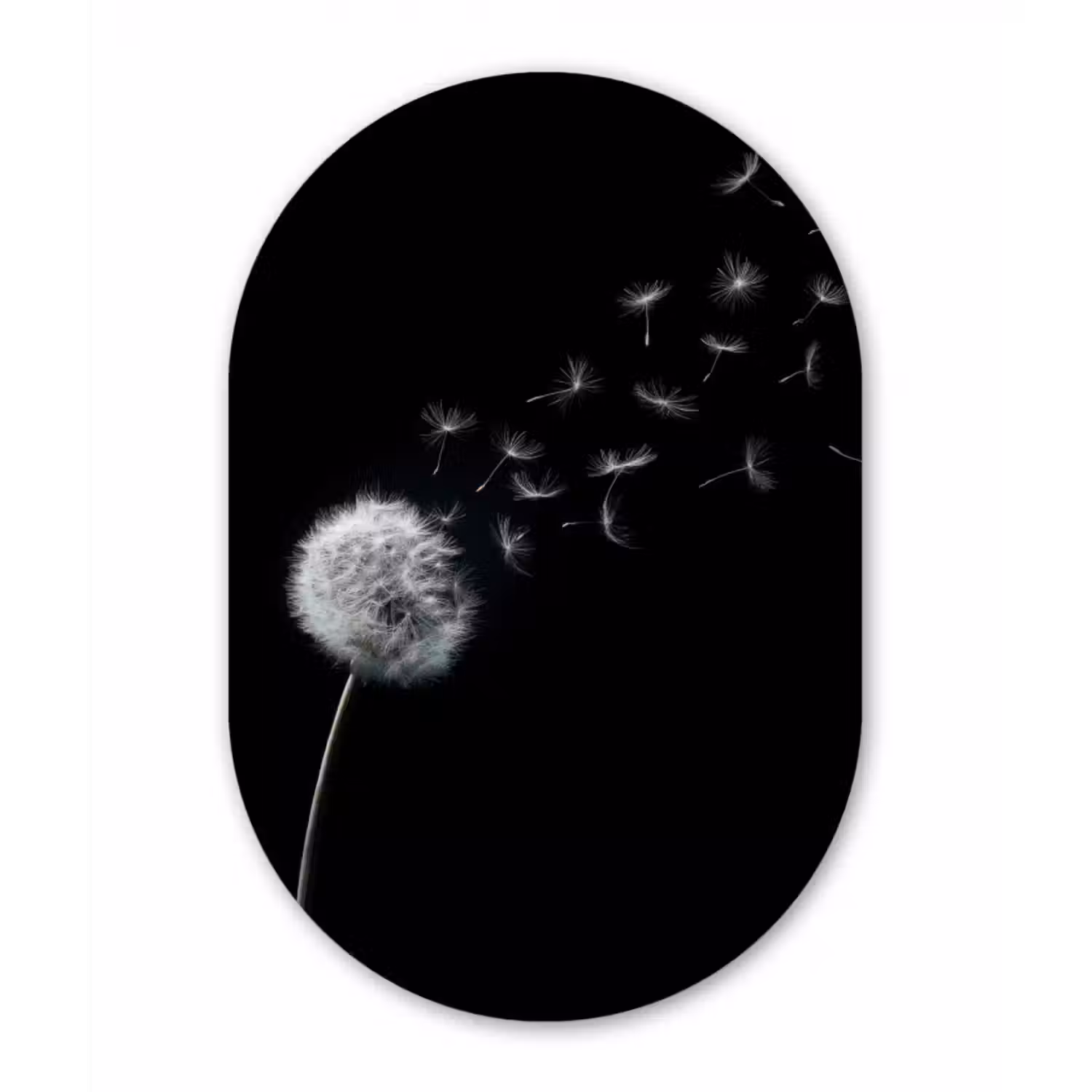 Glasbild Oval - Löwenzahn - Schwarz - Natur
