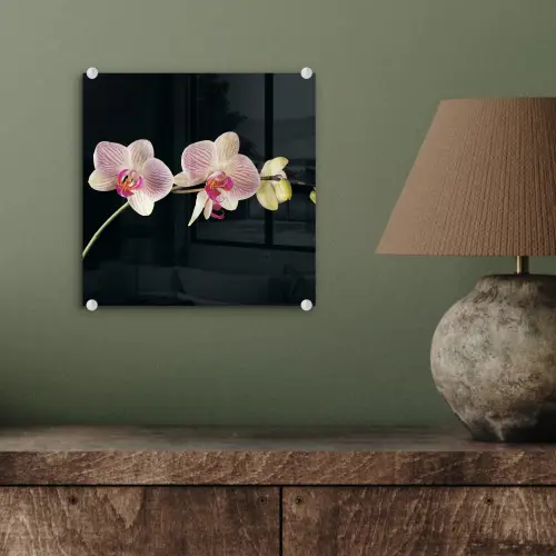 Orchidee - Bloemen - Zwart - Roze - Knoppen plexiglas 5mm klein -sfeer3