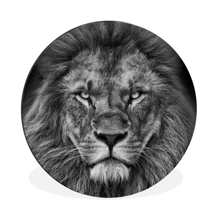 Dieren - Leeuw - Zwart - Wit - Portret Wandcirkel aluminium klein -3d