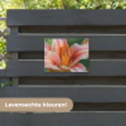 Lelie - Close up - Lichtroze tuinposter los doek klein -sfeer3